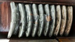 Seal Ring 4, Divided